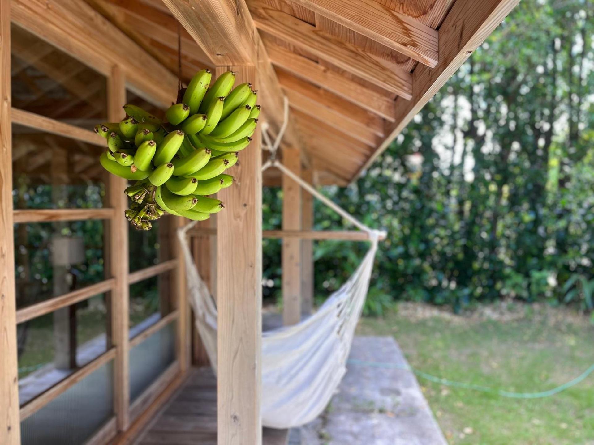 フクギに囲まれた家 さばんぎ沖縄古民家 Savangi Okinawan Designed Folk House Nakijin Exterior foto